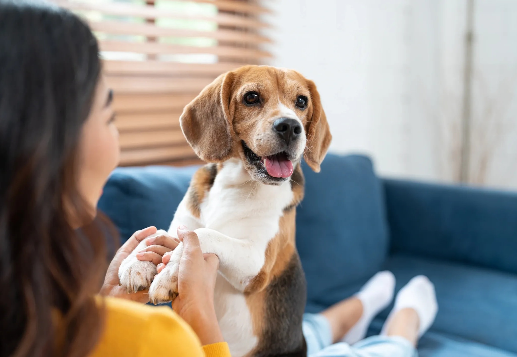 Woman with emotional support dog at home